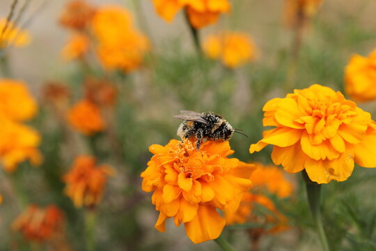 an orange marigold flower with a big bumblebee with pollen between her haris closeup in a vegetable garden in summer