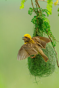 View of a Baya Weaver bird perched on its intricate woven nest hanging from a tree branch near the Chenab River in Sialkot, Punjab, Pakistan.
