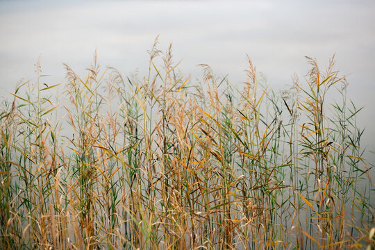 Autumn reed grass by tranquil water for mindfulness