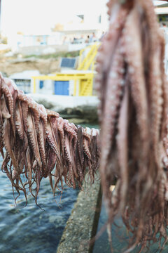 Many octopus drying under the Greek sun over the Aegean sea during a traditional method of preparing the seafood for dinner at local restaurants in Greece. 
