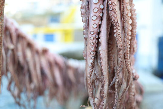 Many octopus drying under the Greek sun over the Aegean sea during a traditional method of preparing the seafood for dinner at local restaurants in Greece. 