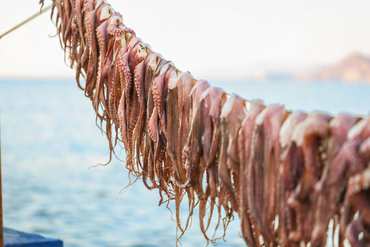 Many octopus drying under the Greek sun over the Aegean sea during a traditional method of preparing the seafood for dinner at local restaurants in Greece. 