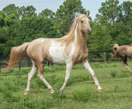 adult female Pinto Arabian horse mare runs in grass field