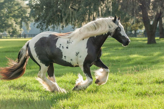 adult female Gypsy Vanner Horse mare runs in grass field