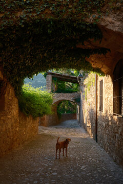 Dog in a sunlit stone alley of Mura village