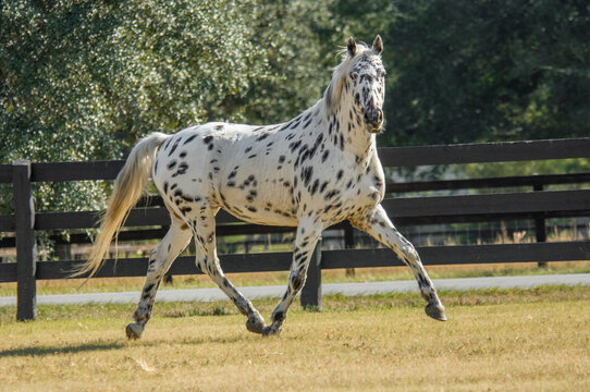 An adult female rare Knabstrupper horse mare runs in grass field with fence. The Knabstrupper is a Dutch horse breed.