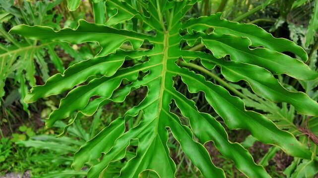 Philodendron Bipinnatifidum Split Leaf Philodendron Leaf Texture, 4K Slow Motion Cinematic Background