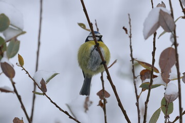 European blue tit perched among rose hips. © Norman
