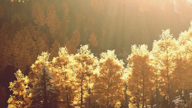 Sunlight filters through the trees in a forest during autumn. The leaves are bright yellow, showing the change of season. The scene captures the beauty of nature on a clear day.