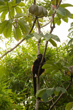 View of a howler monkey resting on a tree branch in a lush tropical rainforest in Bahia Drake, Provincia de Puntarenas, Costa Rica.
