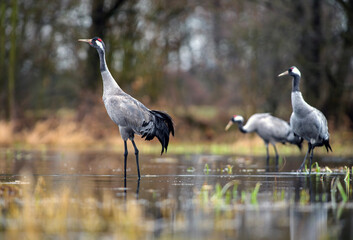 Obraz premium Common crane standing in shallow wetland with flock in the background