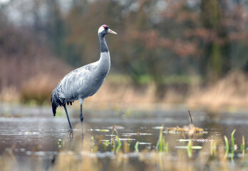 Obraz premium Common crane standing in shallow wetland at dawn