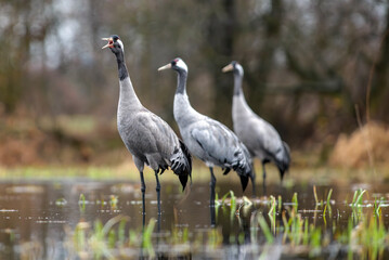 Obraz premium Common crane calling in a wetland during breeding season