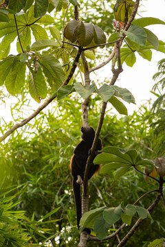 View of a howler monkey climbing a tree in the lush tropical rainforest of Bahia Drake, Provincia de Puntaren, Costa Rica.