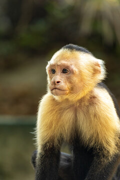 View of a white-headed capuchin monkey with cream-colored fur on its head and shoulders, captured in a close-up portrait in Bahia Drake, Provincia de Puntarenas, Costa Rica.