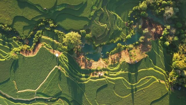 Aerial view of the Wee Kacura waterfall and surrounding lush green rice terraces in the rural landscape of Kecamatan Wewewa Timur, Nusa Tenggara Timur, Indonesia.