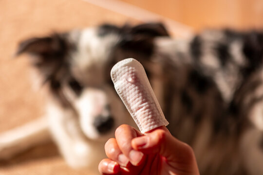 Border collie and finger toothbrush for dog care