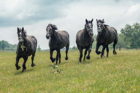 Herd of black Percheron Draft Horse mares run head on in green grass field