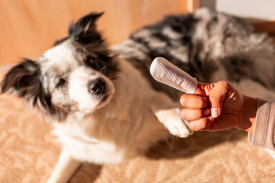 Border collie await toothbrush during home dental care