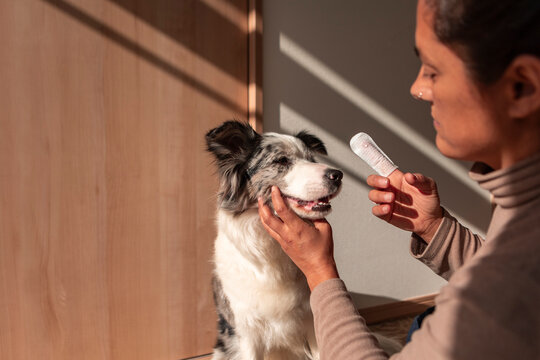 Woman provides dental care for border collie at home