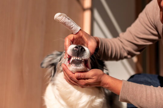 Border collie receive dental care at home
