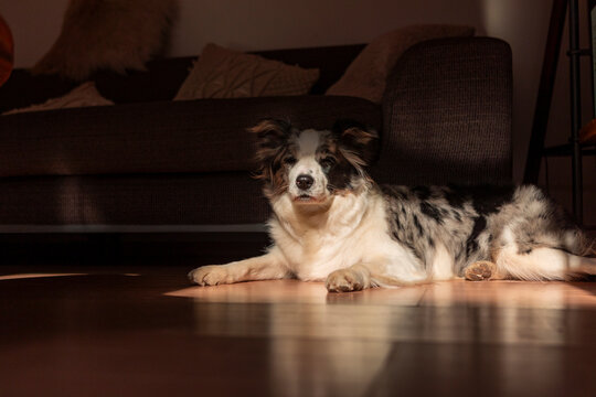 Dog rest on floor in a cozy living room