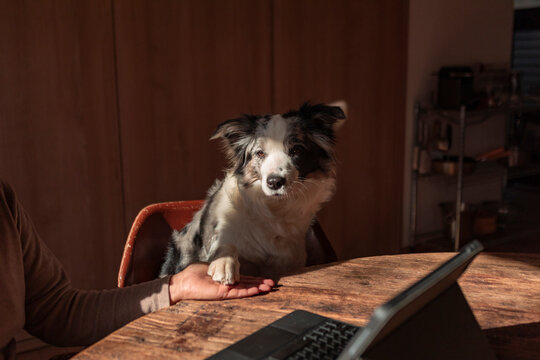 Dog owner shares a paw beside tablet at wooden table