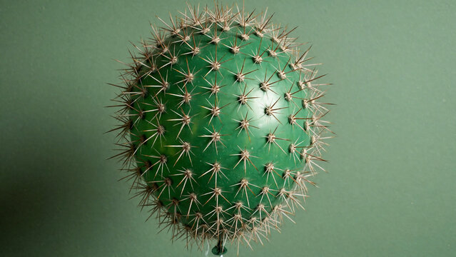 Green inflated balloon covered in sharp cactus needles