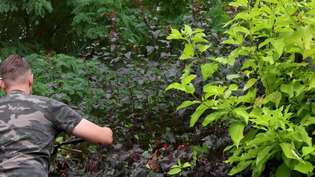 Gardener trimming shrubs with loppers during autumn yard work. Cutting mixed foliage as part of seasonal garden maintenance.