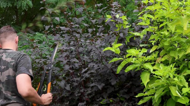 Gardener cutting mixed foliage with loppers during autumn yard work. Trimming leafy growth as part of seasonal garden maintenance.