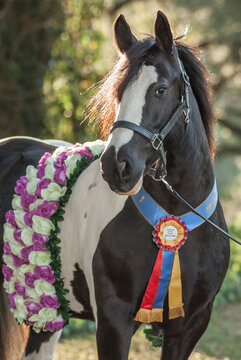 adult female Gypsy Vanner Horse mare with show ribbons prize