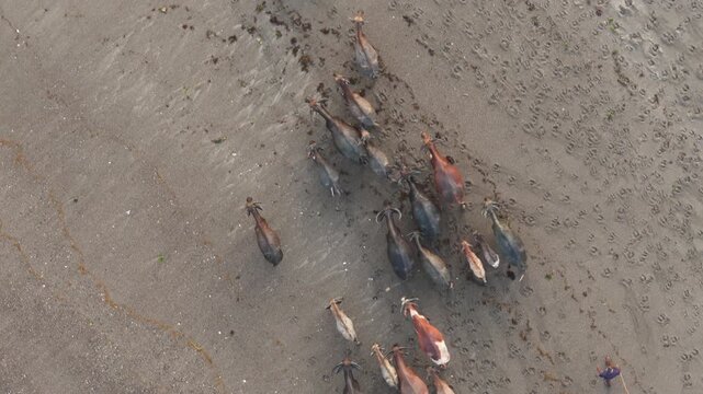 Aerial view of a herd of water buffalo walking along the sandy beach at Pantai Kerewei with a herder nearby in Lamboya, East Nusa Tenggara, Indonesia.