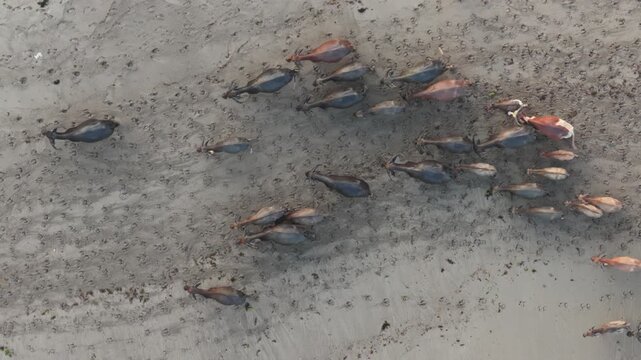 Aerial view of a herd of water buffalo walking across the sandy shore of Pantai Kerewei in Lamboya, East Nusa Tenggara, Indonesia.