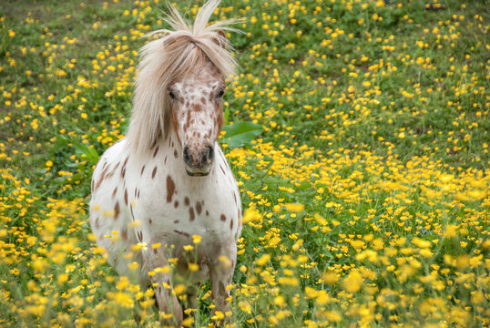 Falabella Pony horse mare in field of yellow wildflowers