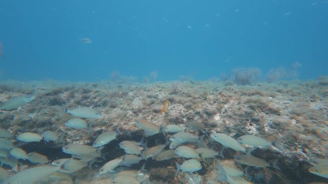 tropical fish swimming in ocean with coral reef