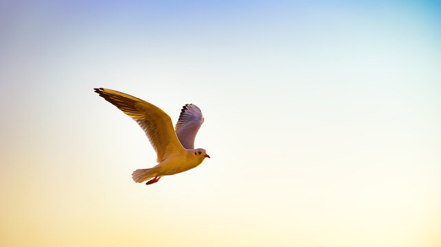 Beautiful Gull Soaring in Warm Golden Sunlight Against Soft Gradient Sky