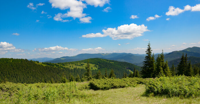 Majestic panorama of Carpathian Mountains lush vegetation dense pine forests green pastures bright sunlight clear blue sky white clouds ideal for design with plenty copy space