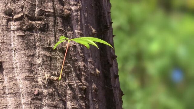 a new sprout on the thorny trunk of a floss silk tree,  Ceiba speciosa
