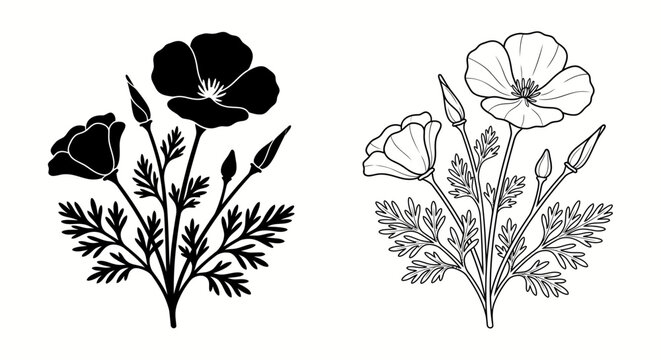 California poppy flower silhouettes and line art on a white background