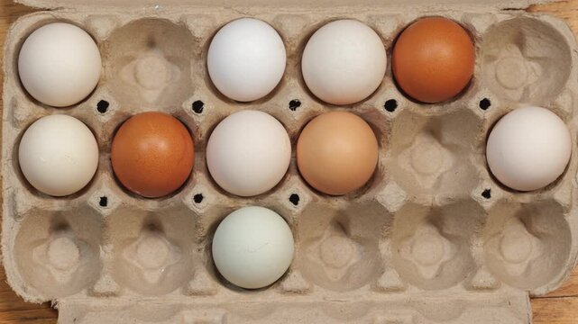 Colorful Farm Fresh Eggs Fill Carton in Stop Motion