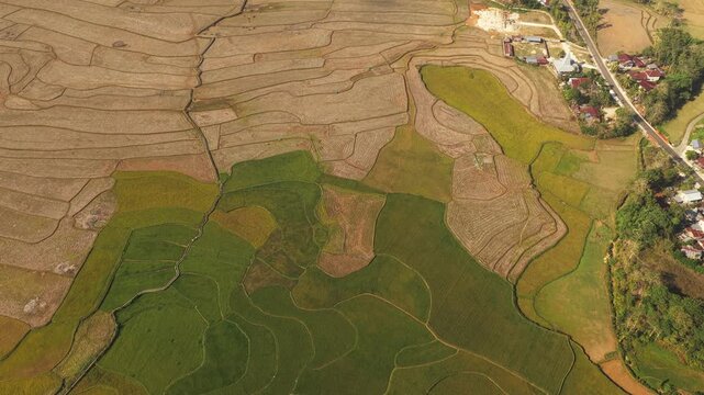 Aerial view of the lush green rice terraces at Kampung Prai Ijing in Kota Walkabubak, East Nusa Tenggara, Indonesia.