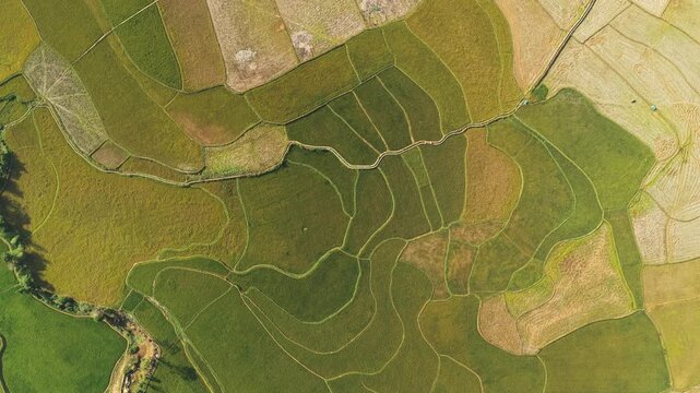 Aerial view of the lush green and golden rice terraces at Kampung Prai Ijing, showcasing the intricate agricultural landscape near Kota Walkabubak, East Nusa Tenggara, Indonesia.