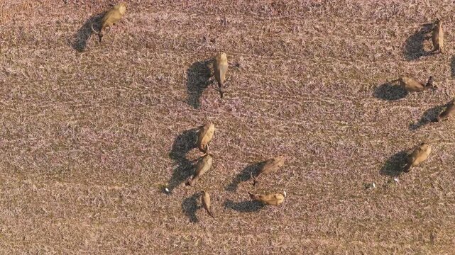 Aerial view of water buffalo grazing in a field near Kampung Prai Ijing in Kota Walkabubak, East Nusa Tenggara, Indonesia.