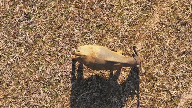 Aerial view of a water buffalo standing in a dry, grassy field near Kampung Prai Ijing in Kota Walkabubak, East Nusa Tenggara, Indonesia.