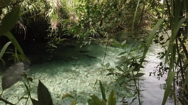 Fixed camera view of crystal-clear river water flowing gently through lush green plants and riverbank vegetation, ideal for seamless infinite loop.