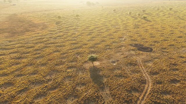 Aerial view of the vast savanna landscape with a single tree and textured grass patterns in Kecamatan Pandawai, Nusa Tenggara Timur, Indonesia.