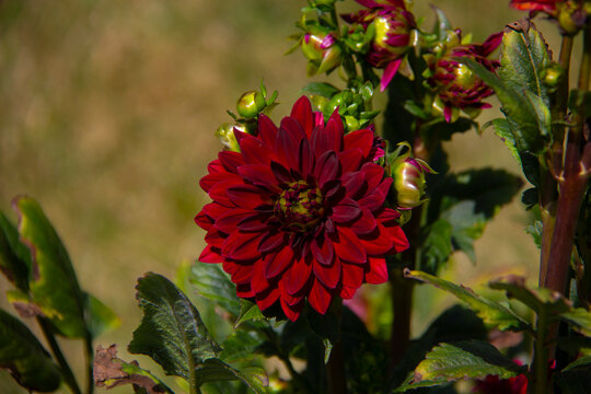 A crimson Dahlia flower in full bloom
