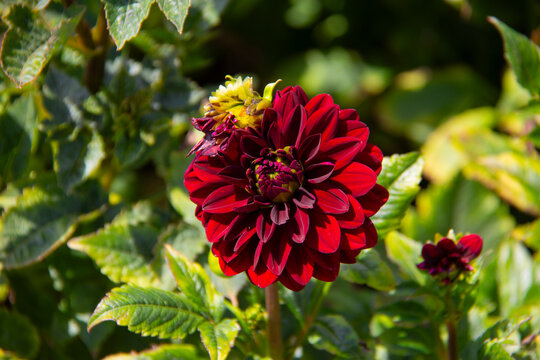 A crimson Dahlia flower in full bloom