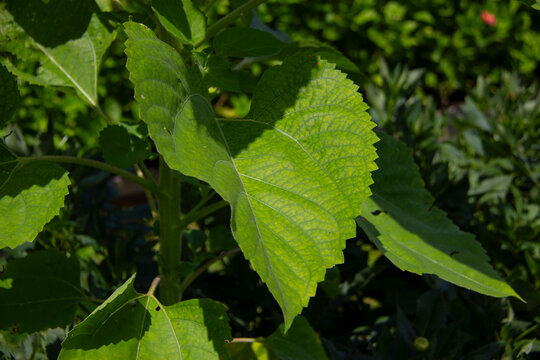 Close-up of a sunflower leaf