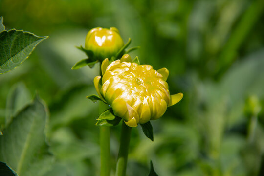 Close-up of yellow Dahlia flower buds